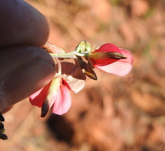 Indigofera hedyantha