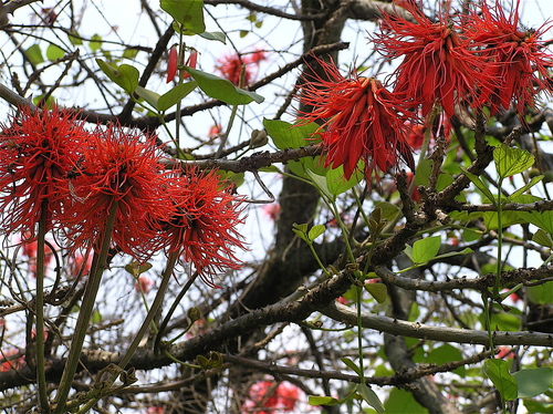 Redhot Poker Tree