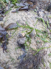 Muricoidea