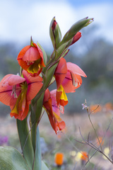 Gladiolus equitans