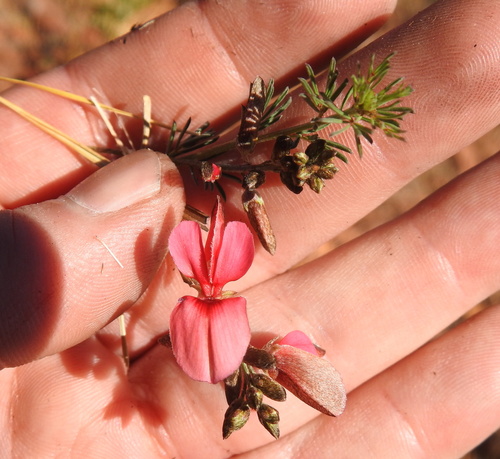 Image of Indigofera hedyantha by (c) Matthew Fainman, some rights reserved (CC BY)