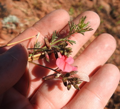 Indigofera hedyantha