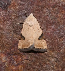 Micrathetis costiplaga