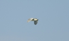 Nycticorax nycticorax nycticorax