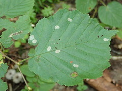 Phyllonorycter coryli