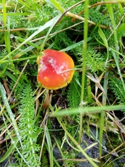 Hygrocybe mucronella