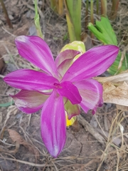 Curcuma longa