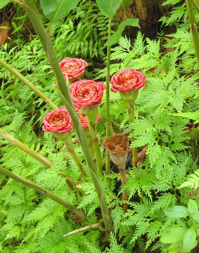Etlingera corneri