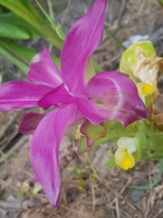Curcuma longa