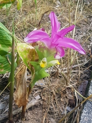 Curcuma longa