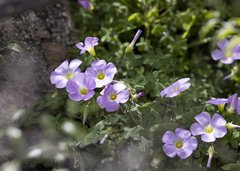 Oxalis comosa