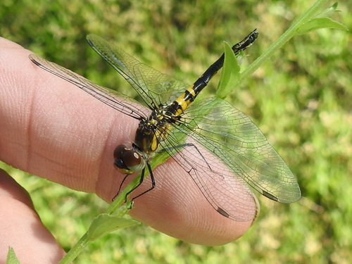 Double-ringed Pennant photo 5