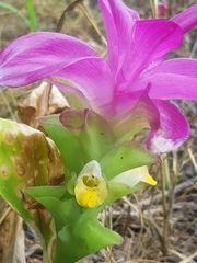 Curcuma longa