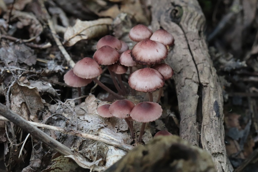 Mycena haematopus · August 2021 · photo: © ninacourlee (iNaturalist, cc-by)