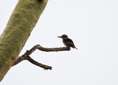 Halcyon chelicuti chelicuti