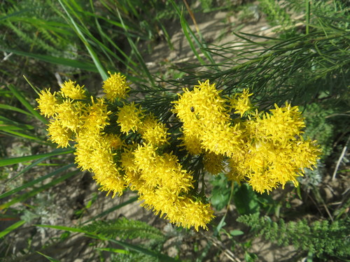 Goldilocks Aster (Galatella linosyris)