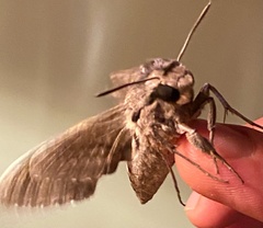 Agrius convolvuli