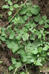 Chrysosplenium pilosum