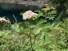 Sorbus sitchensis grayi