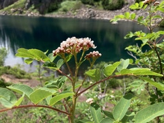 Sorbus sitchensis grayi