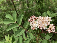 Sorbus sitchensis grayi