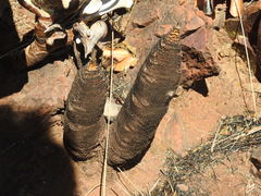 Xerophyta retinervis