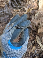 Chalcophora virginiensis