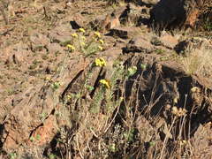 Phymaspermum athanasioides