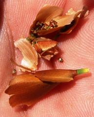 Elegia spathacea