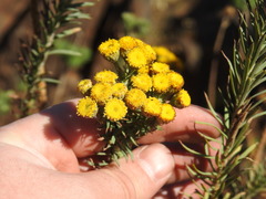 Phymaspermum athanasioides
