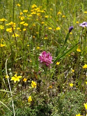 Castilleja densiflora densiflora