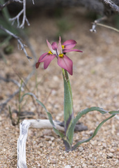 Moraea ciliata cuprina