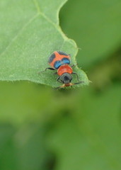 Collops quadrimaculatus