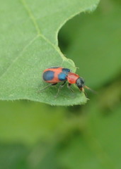 Collops quadrimaculatus