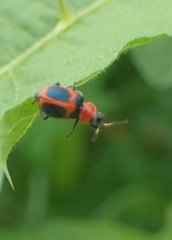 Collops quadrimaculatus