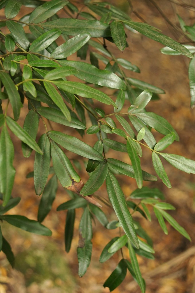 eastern leatherwood