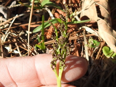 Sceptridium lunarioides