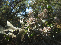 Buddleja salviifolia