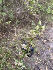 Epipactis helleborine
