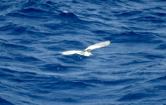 Nycticorax nycticorax nycticorax