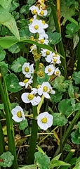Sagittaria montevidensis
