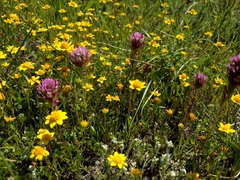 Castilleja densiflora densiflora