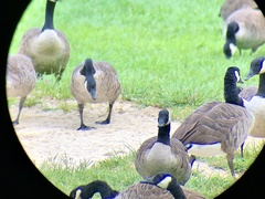 Branta canadensis