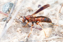 Polistes hirsuticornis