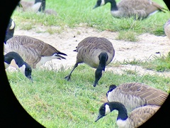 Branta canadensis