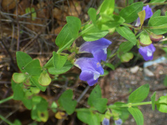 Scutellaria potosina