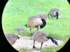 Branta canadensis