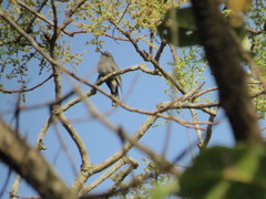 Cacomantis passerinus