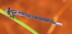 Pseudagrion draconis