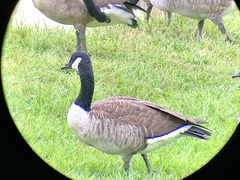 Branta canadensis